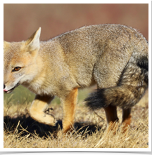 Grey Fox - Prowling Move